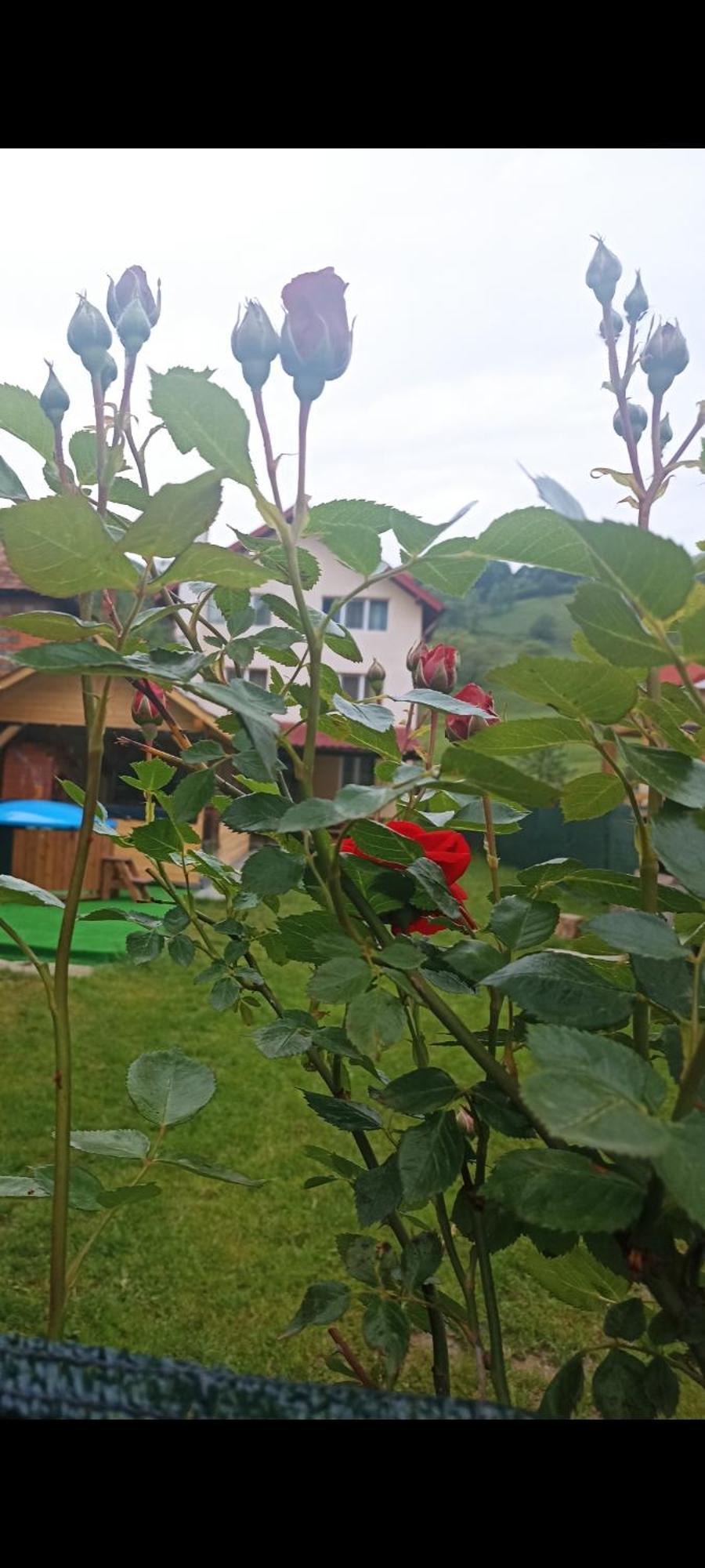 Hotel Popasul Drumetului Transfagarasan Curtea de Argeş Exterior foto